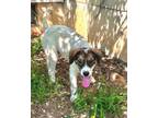 Adopt Paris a Great Pyrenees, Australian Shepherd