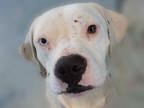 Adopt MYSTIC a White - with Black Boxer / American Pit Bull Terrier / Mixed dog