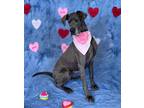 Adopt Hazel a Gray/Blue/Silver/Salt & Pepper Great Dane / Mixed dog in Byron