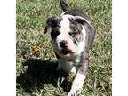 Alapaha Blue Blood Bulldog Puppy for sale in Glendive, MT, USA