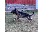 German Shepherd Dog Puppy for sale in Hopedale, IL, USA