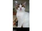 Adopt Rose a Domestic Short Hair