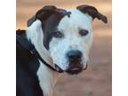 Adopt Lacey a Boxer, Pit Bull Terrier