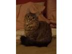 Adopt Snickers a Domestic Long Hair, Maine Coon