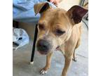 Adopt Holly a American Staffordshire Terrier