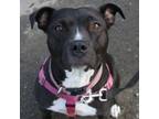 Adopt Kya a Staffordshire Bull Terrier