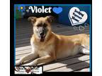 Adopt Violet a German Shepherd Dog, Husky
