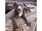 Adopt Henry a American Staffordshire Terrier, Great Dane