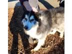 Adopt Zeus a Alaskan Malamute