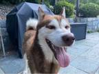 Adopt Danny a Siberian Husky