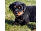 Rottweiler Puppy for sale in Kennewick, WA, USA