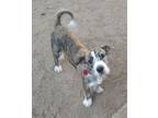 Adopt Lita from TEXAS a Jack Russell Terrier