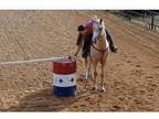 APHA Palomino Ranch Horse