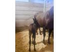 Peptoboonsmal bred filly