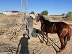 Quarter Horse Mare