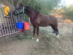 Friesian Quarter Horse