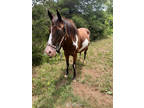 Blue eyed mare for sale!