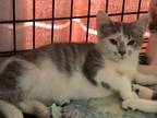 Adopt Blue bonded w/ Berry (BlueBerry Litter) a Domestic Short Hair, Tabby