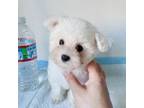 Bichon Frise Puppy for sale in Alameda, CA, USA