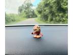 NFL Pipsqueaks San Francisco 49ers car dashboard buddies available on ETSY