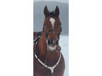 For Sale: Sorrel Gelding, 16.2 hands, Up to date on all vaccines and