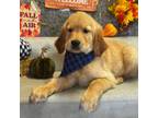 Golden Retriever Puppy for sale in Exline, IA, USA