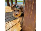 Yorkshire Terrier Puppy for sale in Palos Heights, IL, USA