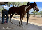  [url removed] Live Bidding going on now! Great Line up of horses!