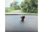 NFL Pipsqueaks Tampa Bay Buccaneers dashboard buddies available on ETSY