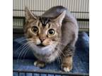 Adopt Judy a Brown or Chocolate American Shorthair / Mixed cat in Columbus