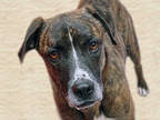 Adopt PATRICIA a Brindle - with White Hound (Unknown Type) / Boxer / Mixed dog