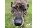 Adopt Journey a Plott Hound