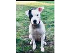 Adopt Amea a White - with Black Mixed Breed (Medium) dog in Xenia, OH (36896681)