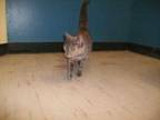 Adopt Pumpkin a Gray or Blue Domestic Mediumhair / Domestic Mediumhair / Mixed