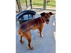 Adopt Bella Jack a Brown/Chocolate - with White Jack Russell Terrier / Mixed