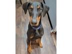 Adopt Oscar a Black - with Tan, Yellow or Fawn Doberman Pinscher / Mixed dog in