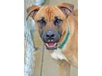 Adopt Chip a Tan/Yellow/Fawn Mixed Breed (Large) / Mixed dog in Kingsport