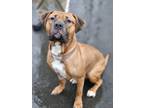 Adopt Cush a Tan/Yellow/Fawn - with White American Staffordshire Terrier / Mixed