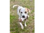 Adopt Sake a White - with Tan, Yellow or Fawn Pit Bull Terrier / Beagle / Mixed