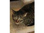 Adopt Fuzzy Wuzzy a Brown or Chocolate Domestic Shorthair / Domestic Shorthair /