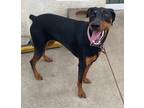 Adopt Lady a Black - with Tan, Yellow or Fawn Doberman Pinscher / Mixed dog in