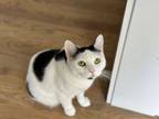 Adopt Beatrix a Domestic Short Hair, Manx