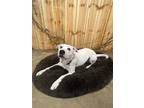 Adopt Roxy a Whippet, Boxer