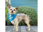 Adopt Riley a Yorkshire Terrier