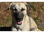Adopt Daisy a Tan/Yellow/Fawn Anatolian Shepherd / Black Mouth Cur dog in