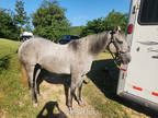 5 year old Gray Mare