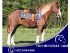 Red Roan Sabino Quarter Horse X Draft Gelding Ranch Horse - Available on