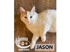 Adopt Jason! a Domestic Medium Hair