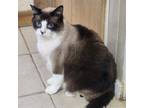 Adopt Pugsley a Siamese, Snowshoe