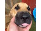 Adopt BOK CHOY a Shar-Pei, Yellow Labrador Retriever